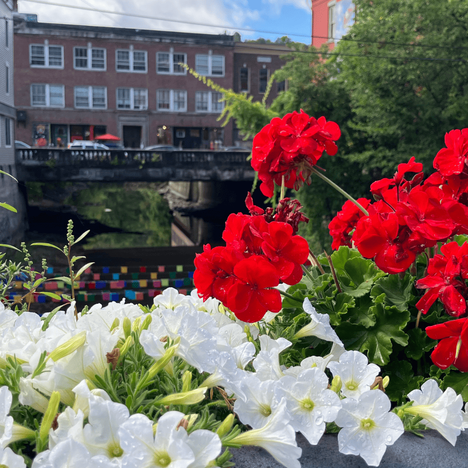 Flower basket with geraniums overlooking the North Branch River