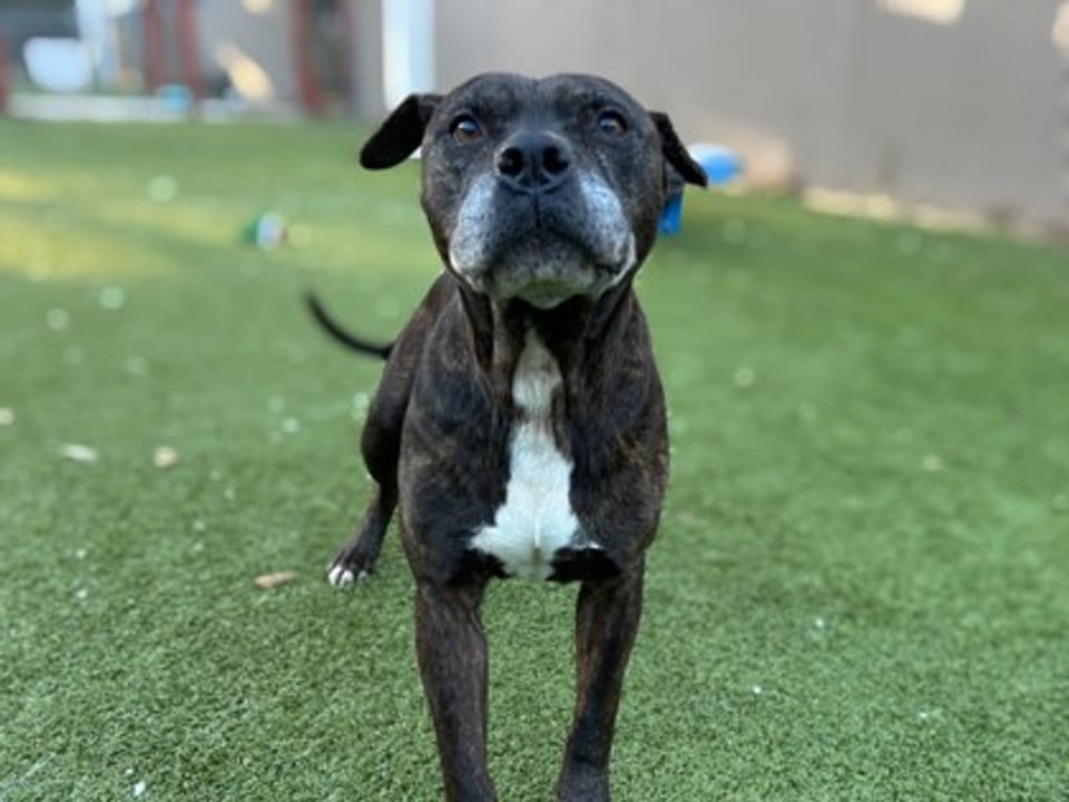 Dog available for adoption