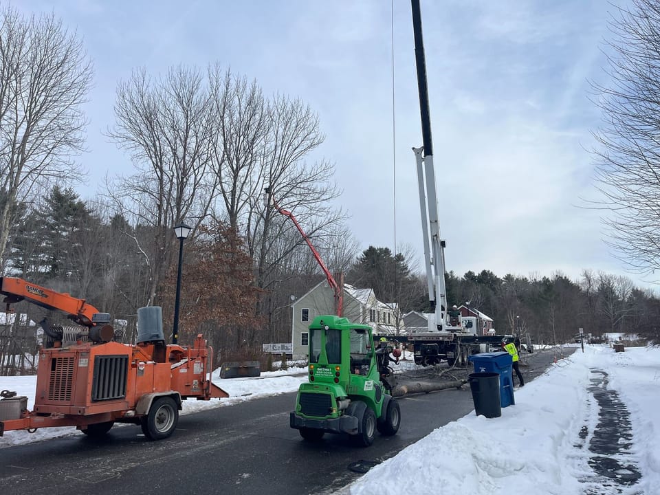 Tree removal on Ballpark Dr