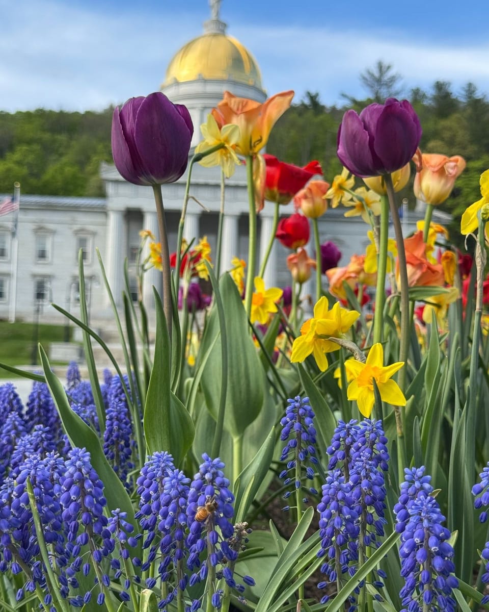 Tulips in front of the Vermont Statehouse