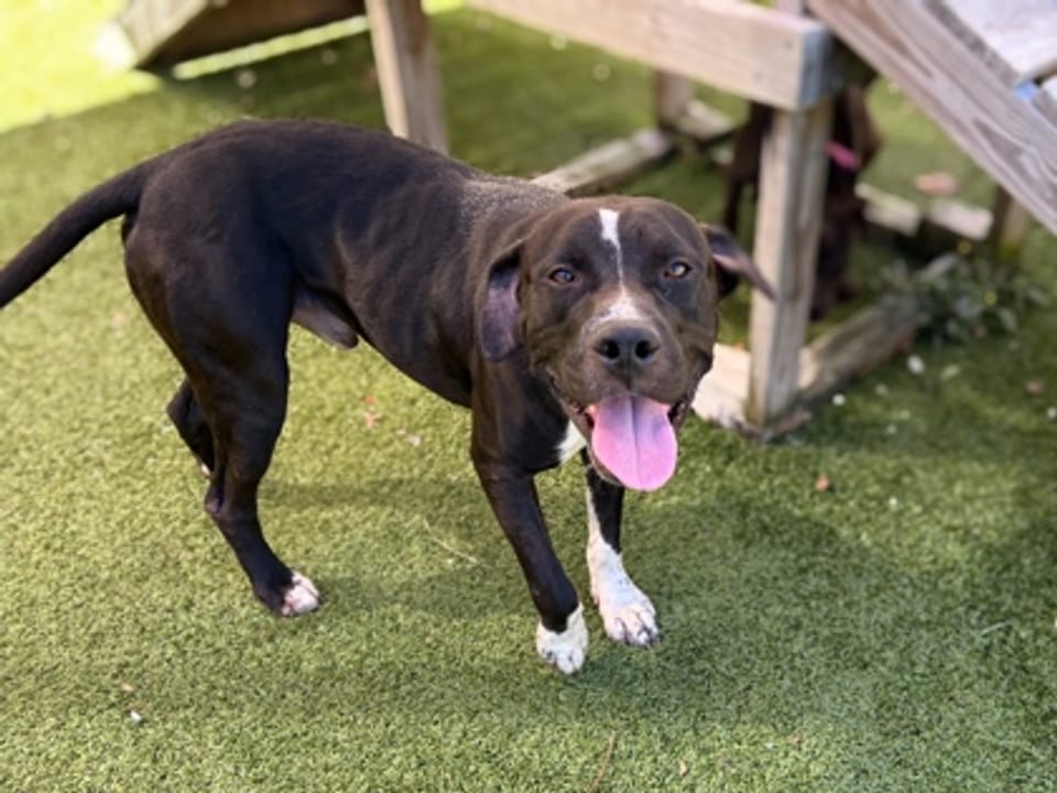 Dog available for adoption