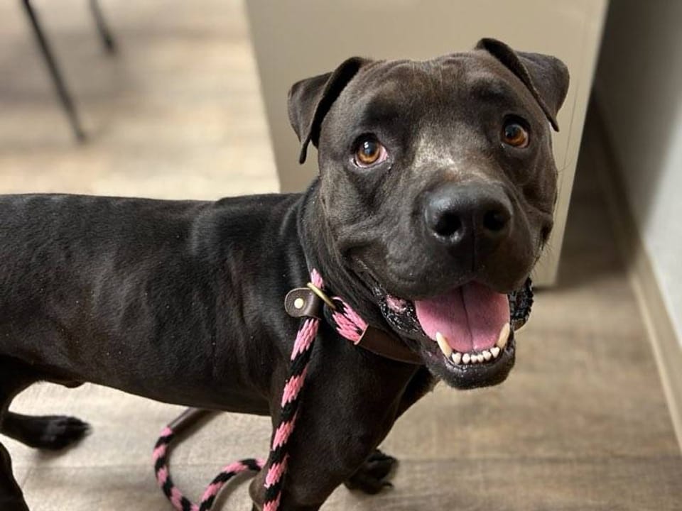 Dog available for adoption